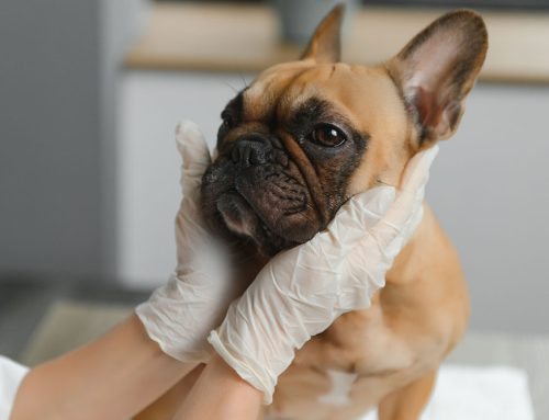 Pets, like people, need regular checkups