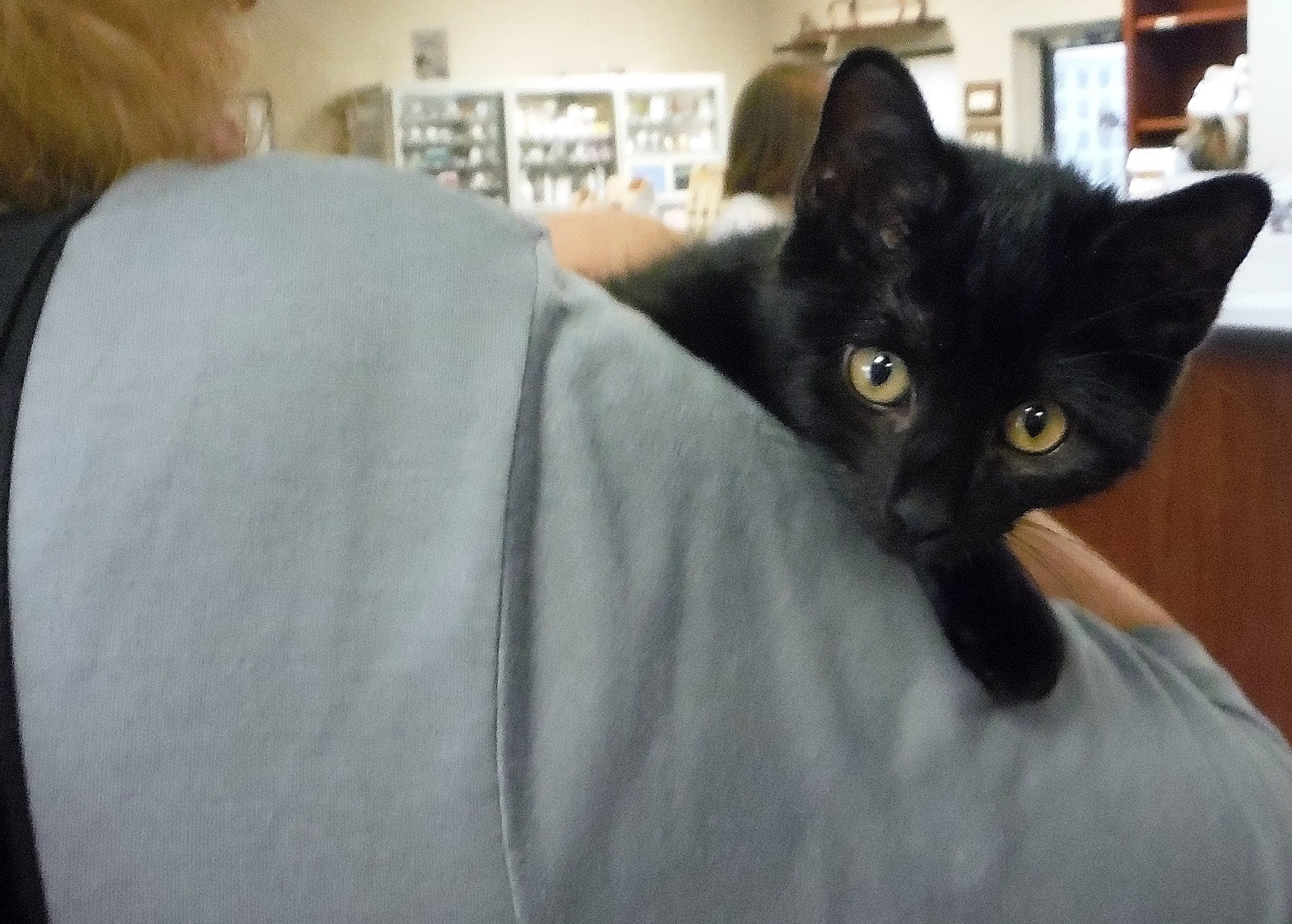 Kitten at the animal hospital