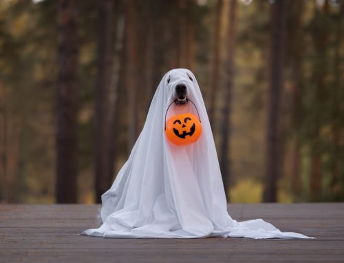 Spooky, Not Scary: Essential Halloween Safety for Your Pets