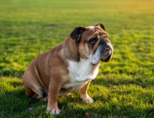 Why Does My Bulldog Snort? Understanding Brachycephalic Breed Needs