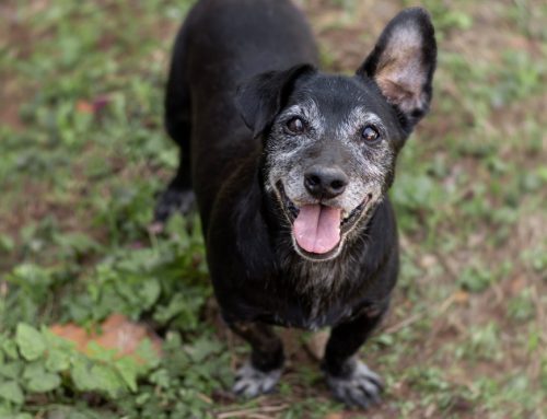 The Advantages of Adopting a Senior Dog: Insights from Animal Hospital Southwest