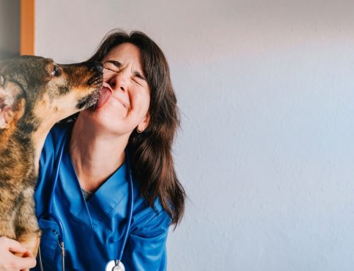 Gentle Touch: How to Make Pet Care Stress-Free with At-Home Handling Techniques