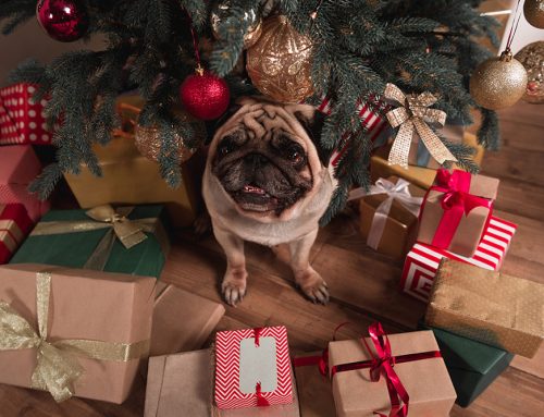 Pet-Friendly Holiday Tips for a Joyful Season