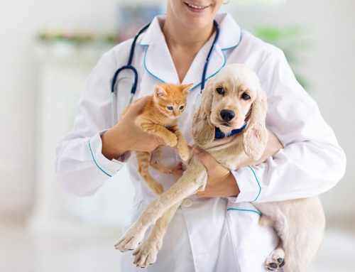 Understanding New Spay and Neuter Guidelines: What Fort Worth Pet Owners Need to Know