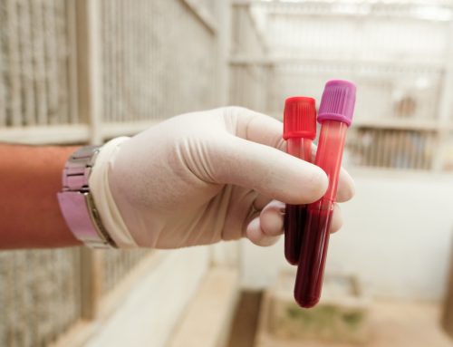 Is Your Pet Hiding Something? Why Annual Blood Work is a Must!
