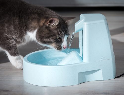 Is Your Pet Drinking Enough Water? Why Hydration Matters
