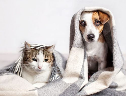 Back-to-School Safety for Pets: Managing Separation Anxiety