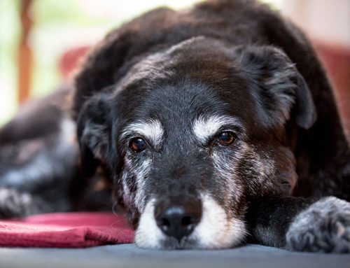 Pet Obesity: How to Keep Your Pet at a Healthy Weight