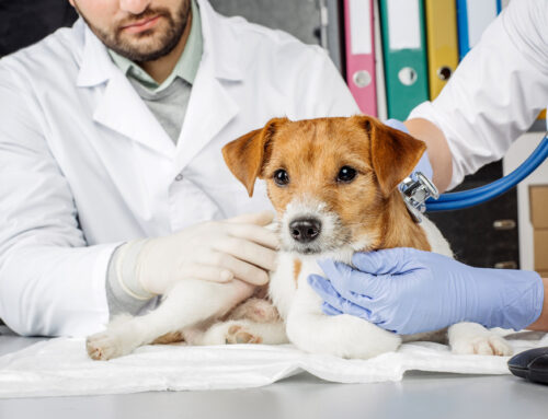 Bloat in Dogs: Recognizing the Symptoms of Gastric Dilatation-Volvulus