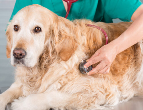 Common Chronic Conditions in Older Pets and How to Manage Them