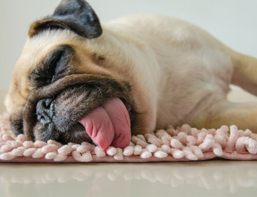 Common Causes of Lethargy in Dogs and What to Do