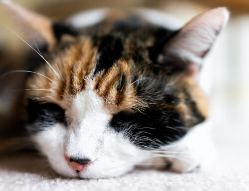 Managing Arthritis in Senior Pets: Keeping Them Comfortable Year-Round