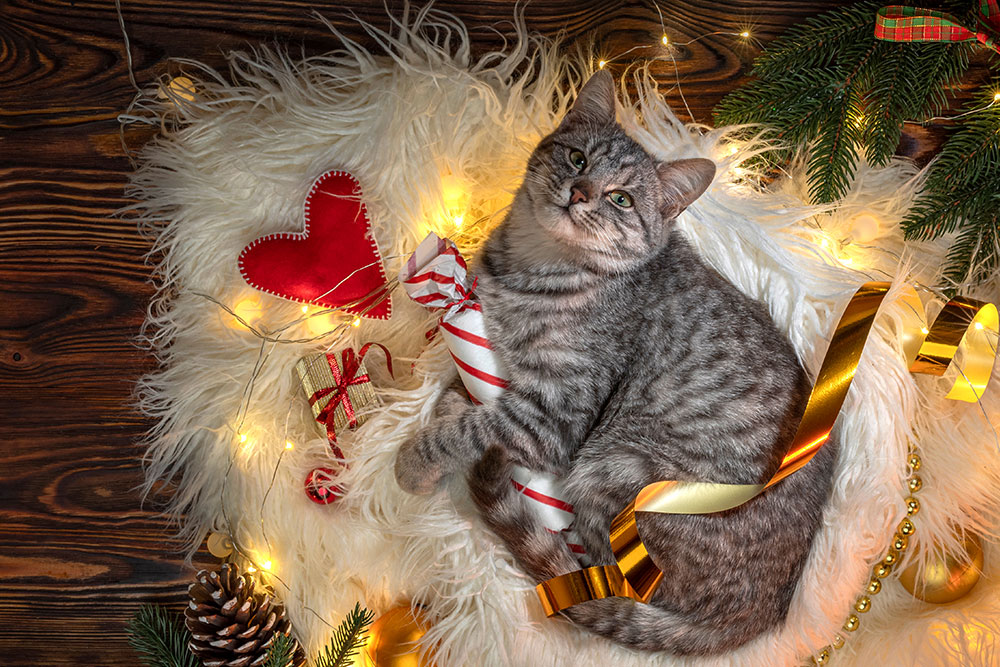 Cute tabby cat sitting on a fluffy white rug surrounded by tangled Christmas lights, pine branches, a large candy cane prop, tinsel, and ornaments.