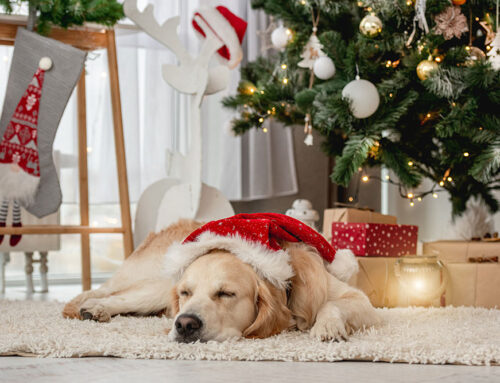 Holiday Hazards for Pets: What to Watch Out for During the Festive Season