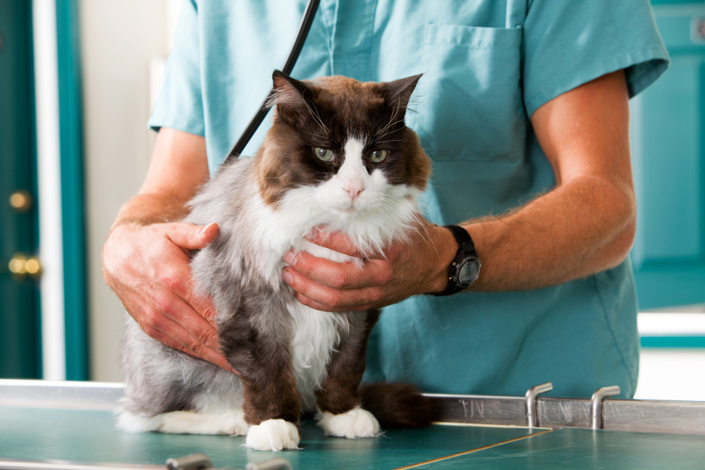 Veterinarian examining a long-haired cat on an exam table.