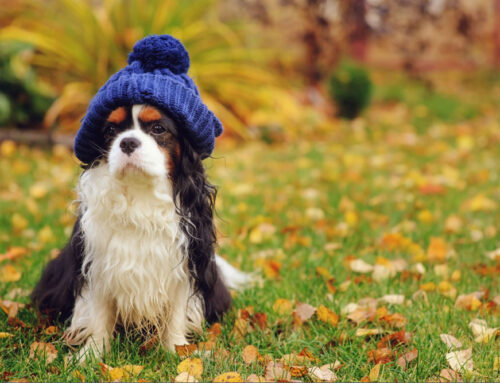 New Year Pet Resolutions: How to Keep Your Pet Healthy in 2026