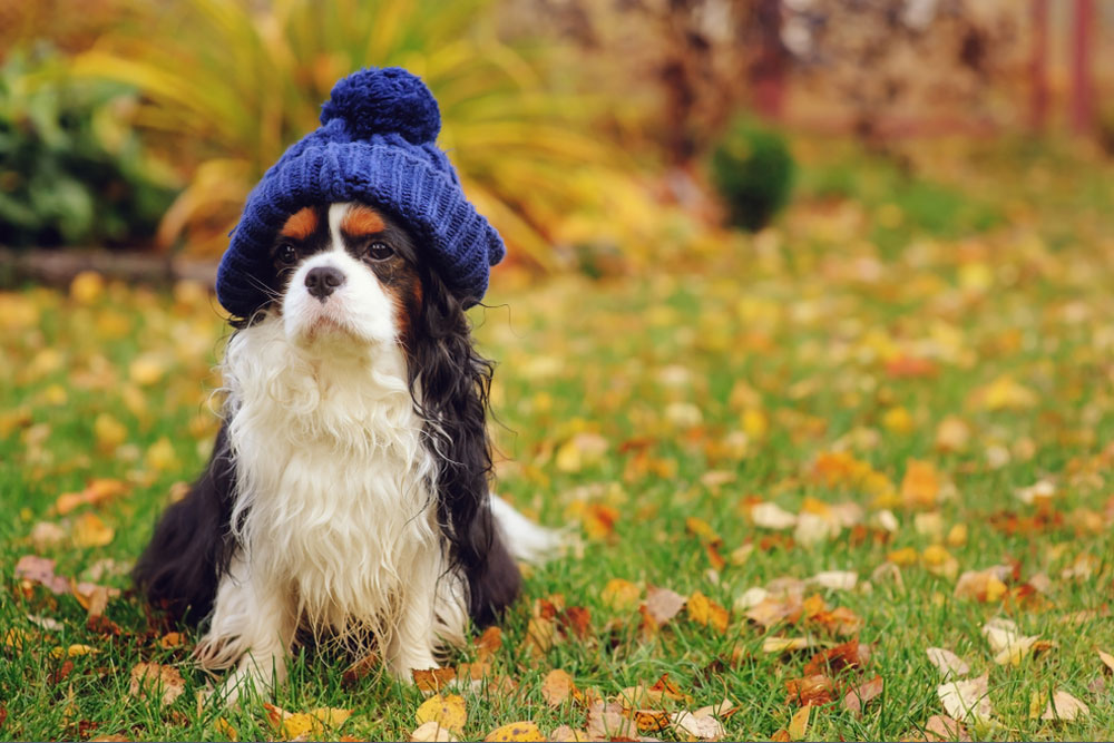 Dog wearing a blue knit winter hat while sitting on autumn grass.