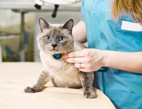 Congestive Heart Failure: What Owners Should Watch For at Home discuss meds we have available to make them more comfortable and extend their good days