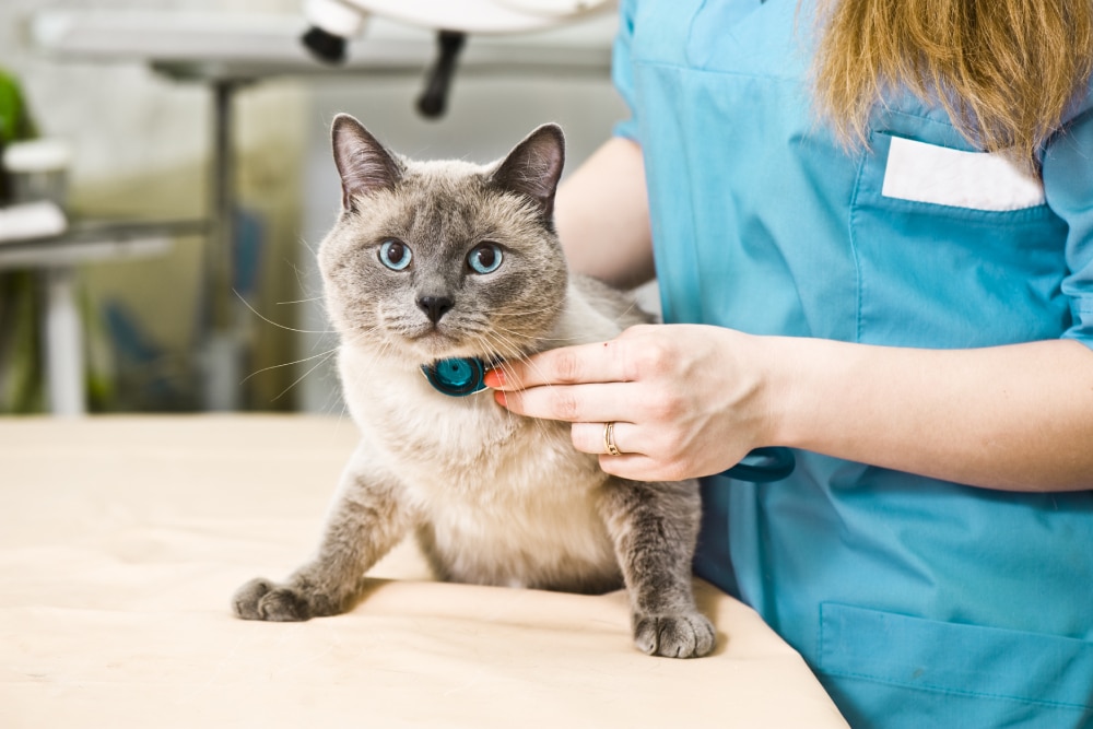 Feline wellness exam with vet checking cat’s health.