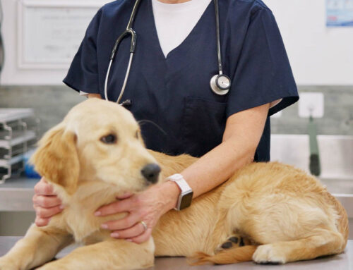 Is your current veterinarian independently owned?