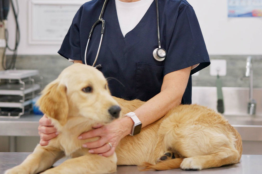 A smiling female veterinarian in blue scrubs holding a golden retriever puppy on an examination table in a clinic.