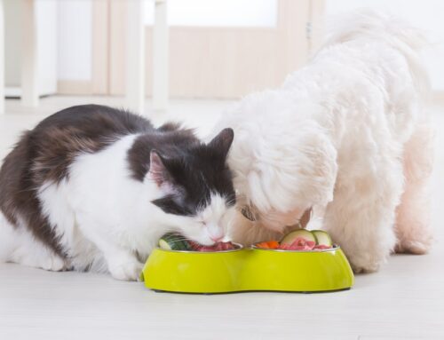 Calorie Calculators for Dogs & Cats: Feeding the Right Amount        Discuss treats and other hidden calories