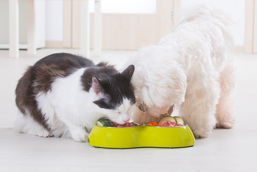 Black and white cat and fluffy white dog eating together.
