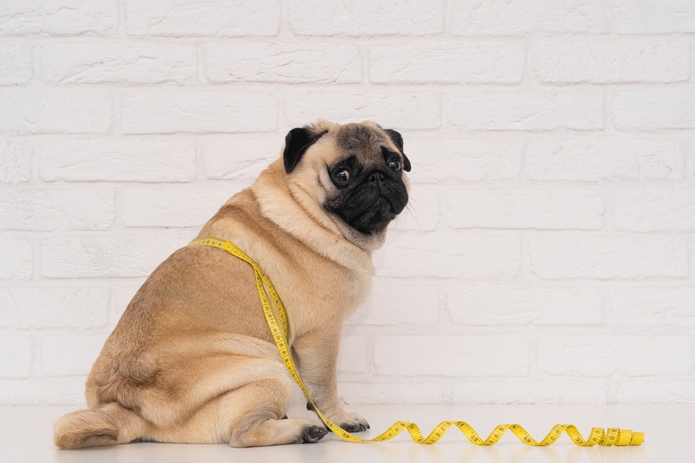 A tan pug sitting by a white brick wall with a yellow measuring tape.