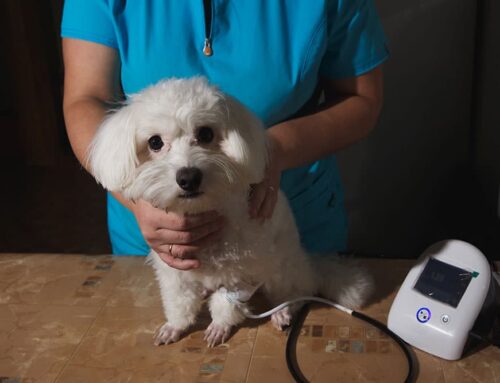 Senior Screening: Blood Pressure, Thyroid, and X-Rays        discuss cancer dx test from idexx and its availability