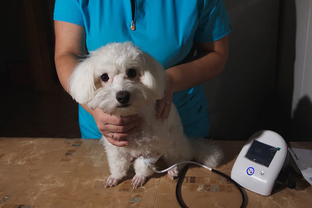 Small white dog receiving a blood pressure checkup from a veterinarian in blue scrubs.