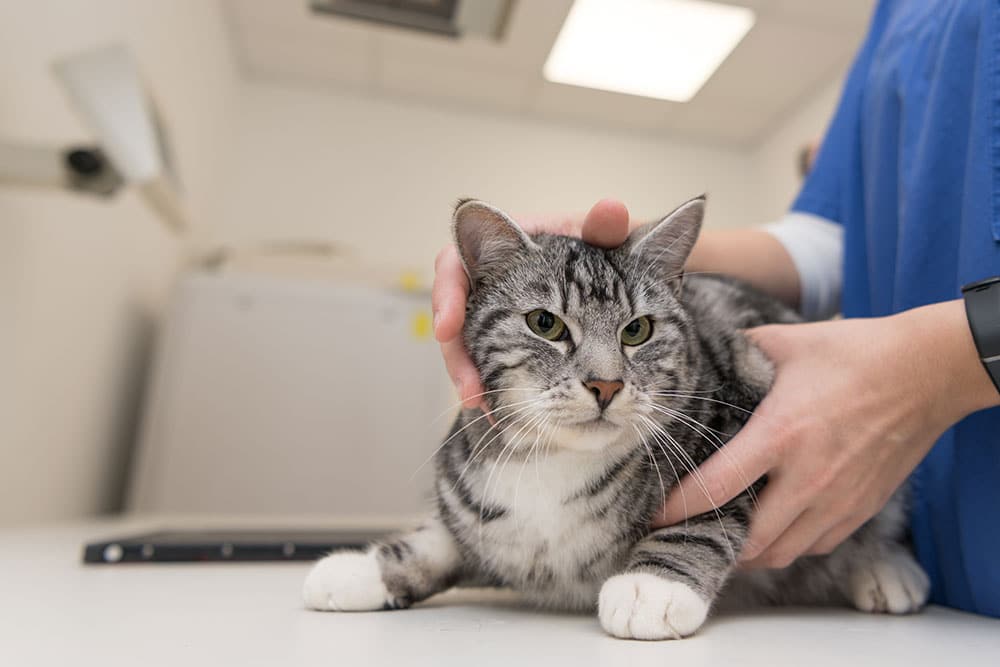 Vet technician holding a tabby cat on an exam table to reduce anxiety during a checkup.