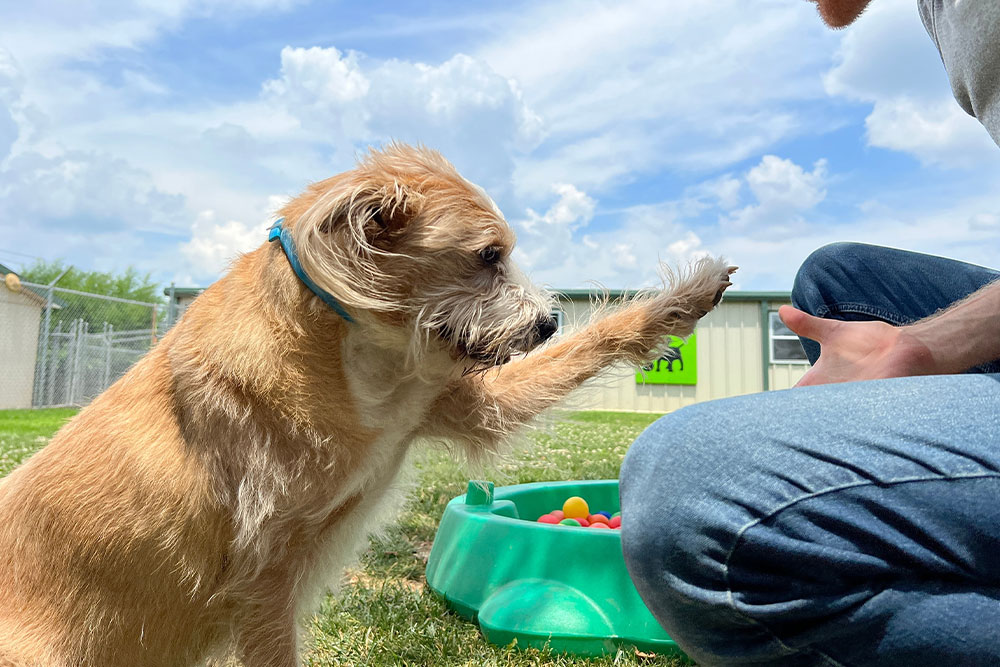 Dog giving paw to smiling man during outdoor training session