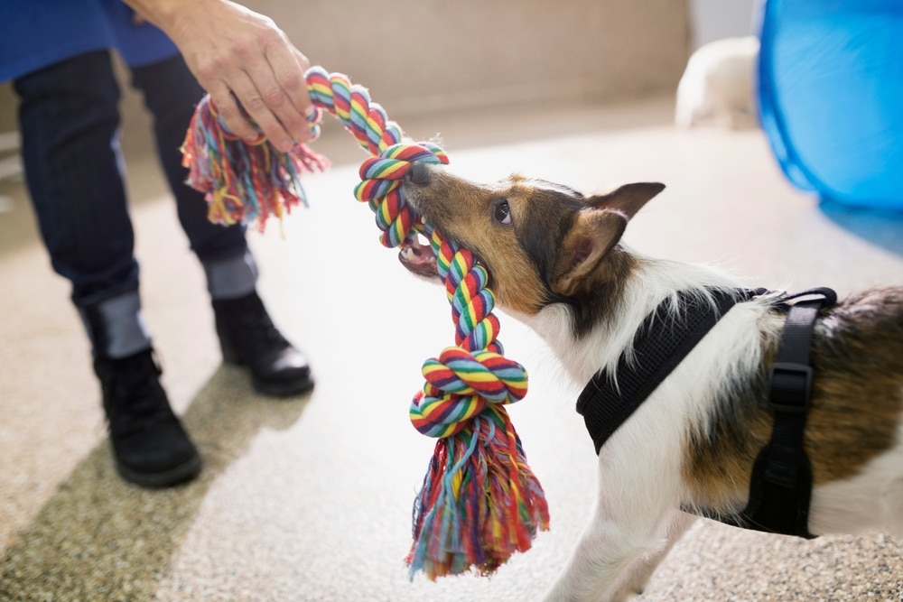 Small dog playfully tugging colorful rope toy with handler indoors