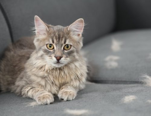 Hairloss in Dogs & Cats: Endocrine vs. Dermatologic Causes