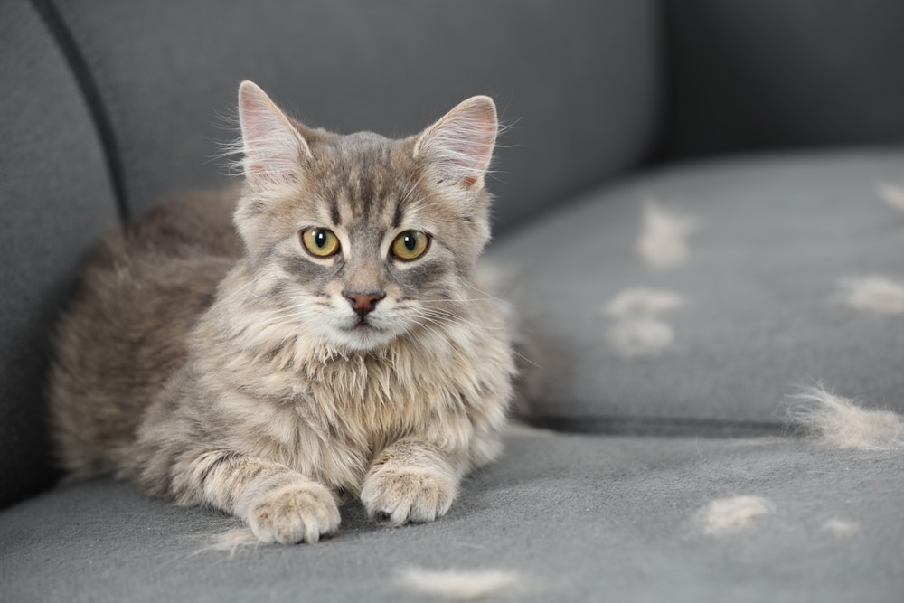 A fluffy gray cat with yellow eyes lying on a couch, looking directly at the camera.