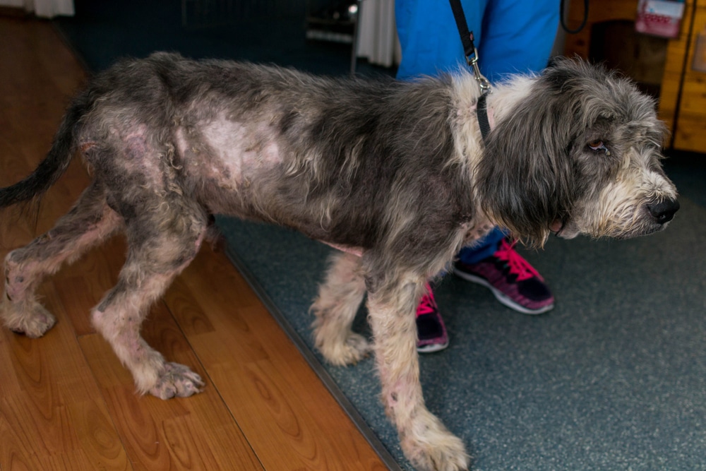 A thin, scruffy dog with patchy fur and irritated skin standing on a leash indoors next to a person.