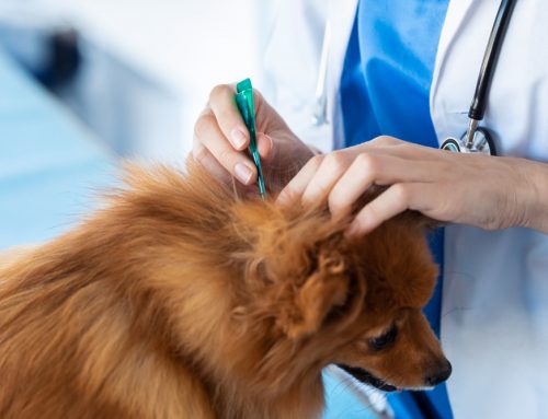 Deworming Schedules for Puppies & Kittens