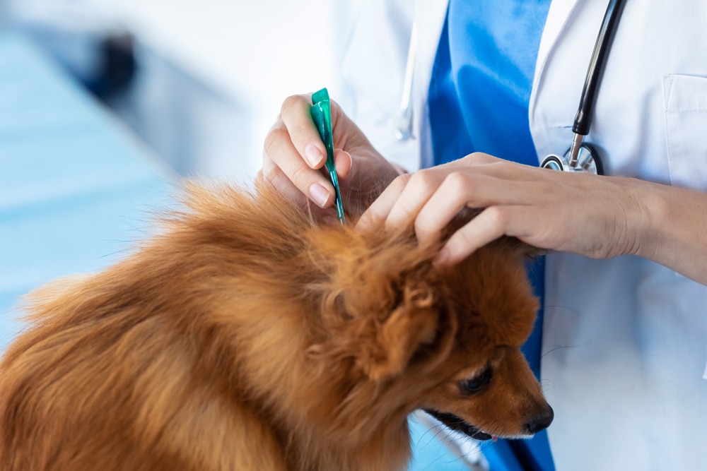 A veterinarian applies flea treatment to a small brown dog while gently parting its fur.