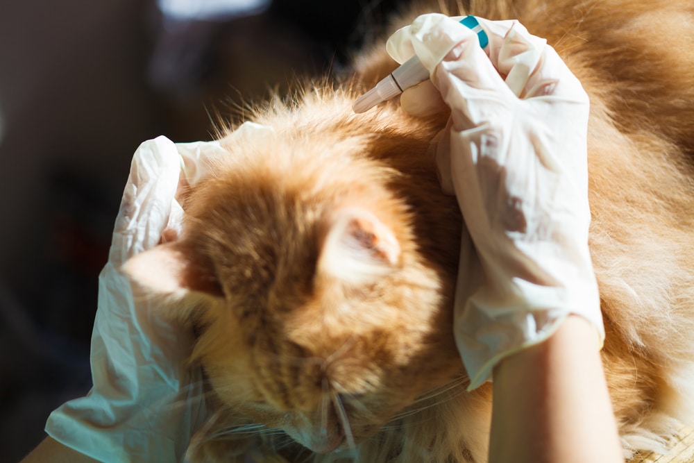 A person wearing gloves applies flea treatment to an orange kitten while gently holding its head.