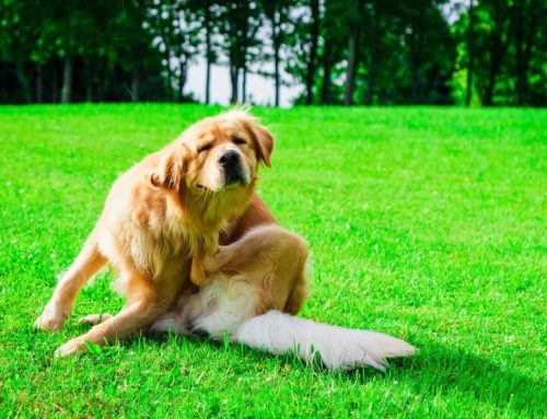 How Do You Find Long-Term Relief for Pets With Chronic Itching?