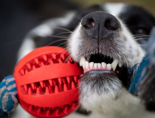 Dangerous Equipment for your pet