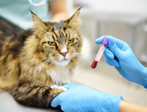 What Happens When a Pet’s Body Attacks Its Own Blood Cells? A Guide to IMHA and ITP