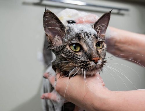 What Should I Look For in a Shampoo for My Pet’s Sensitive Skin?