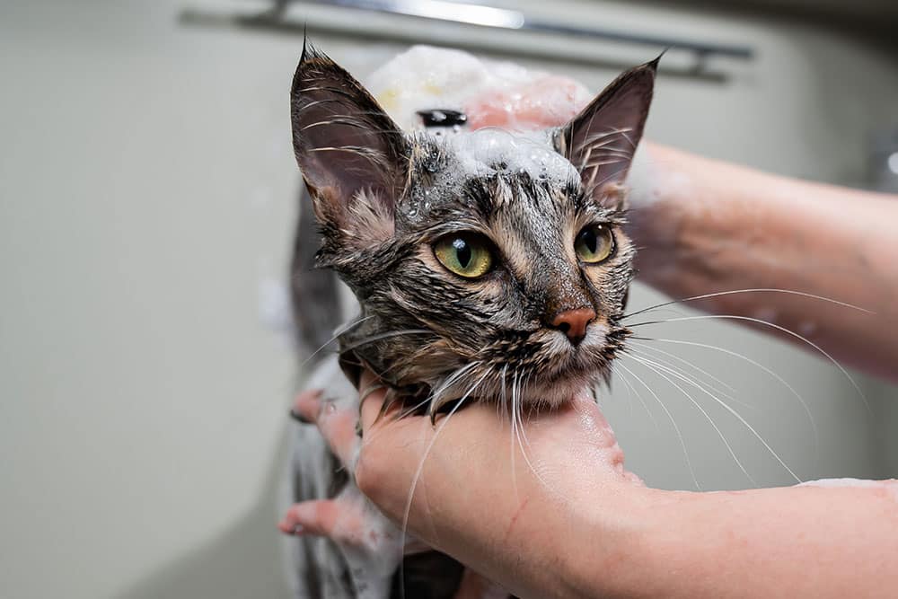 A close-up shot of a wet brown tabby cat covered in soapy shampoo suds during a bath, while a groomer's hands gently hold its head and neck steady.