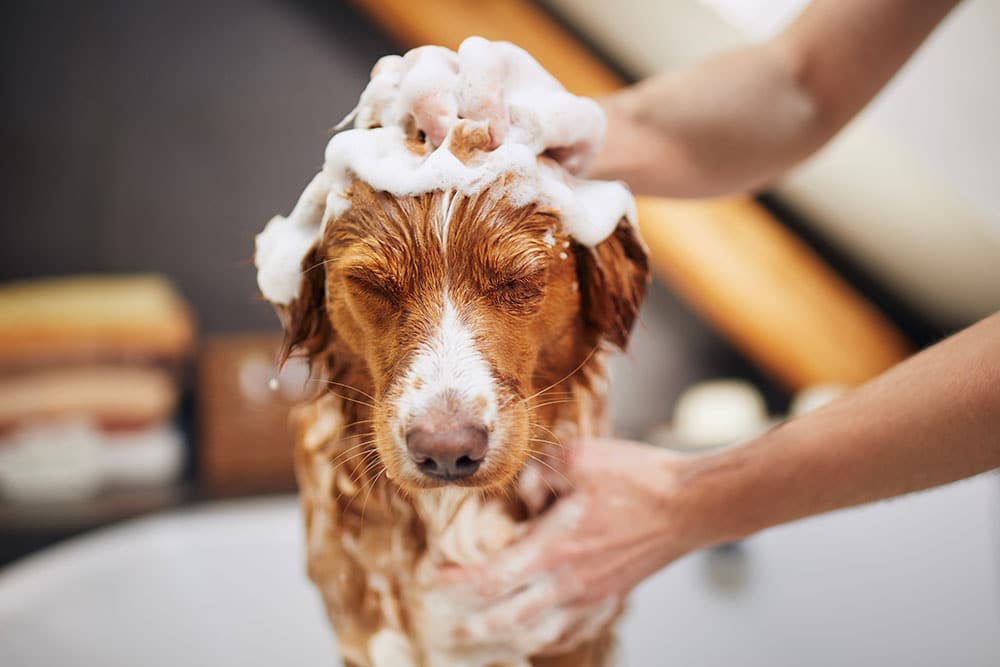 A close-up headshot of a wet reddish-brown dog squinting its eyes shut as white shampoo foam is massaged into its head and fur by a person's hands during a bath.