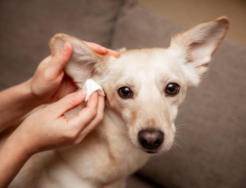 Can Cleaning Your Pet’s Ears at Home Make Things Worse?