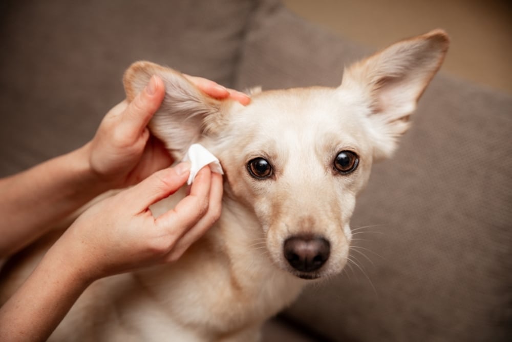Dog receiving a professional ear cleaning at a veterinary clinic.