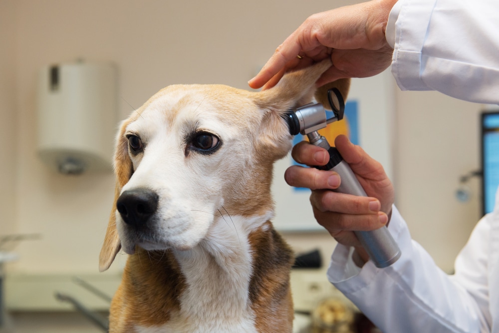 Veterinarian examining a dog's ears during a routine ear health check.