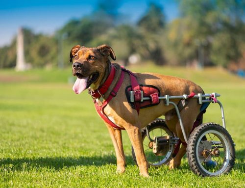 Can Mobility Aids Get Your Senior Pet Walking Again?